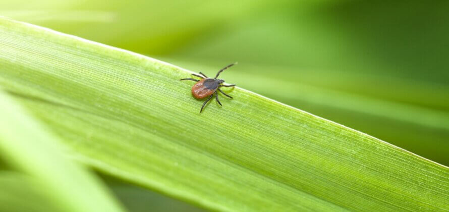 Bidt af en flåt? – der er ingen grund til panik