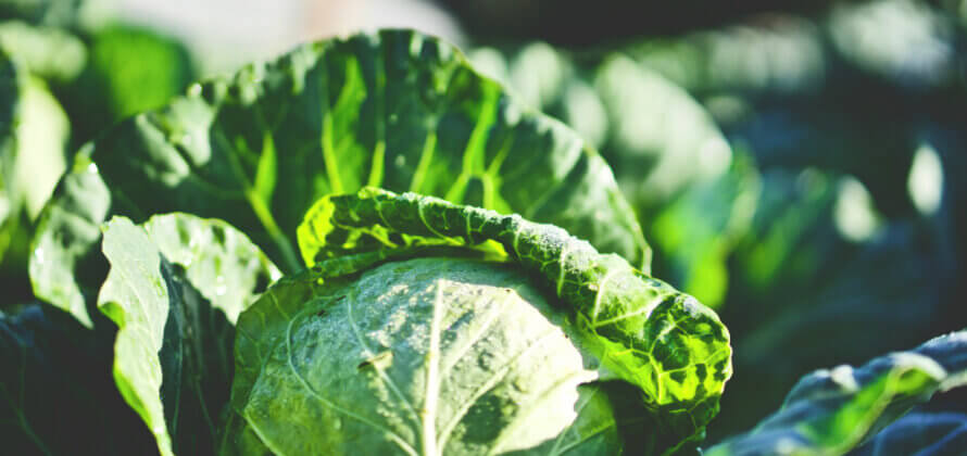 Spis kål i den kolde tid