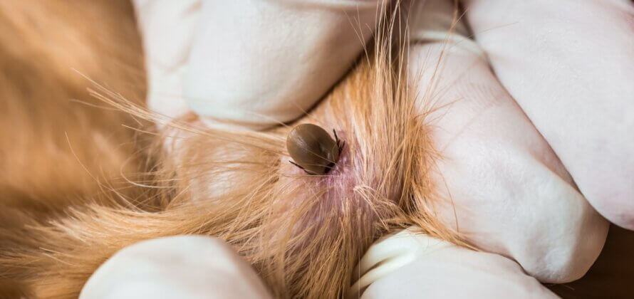 Hvad gør du, når flåter invaderer din hund eller kat?