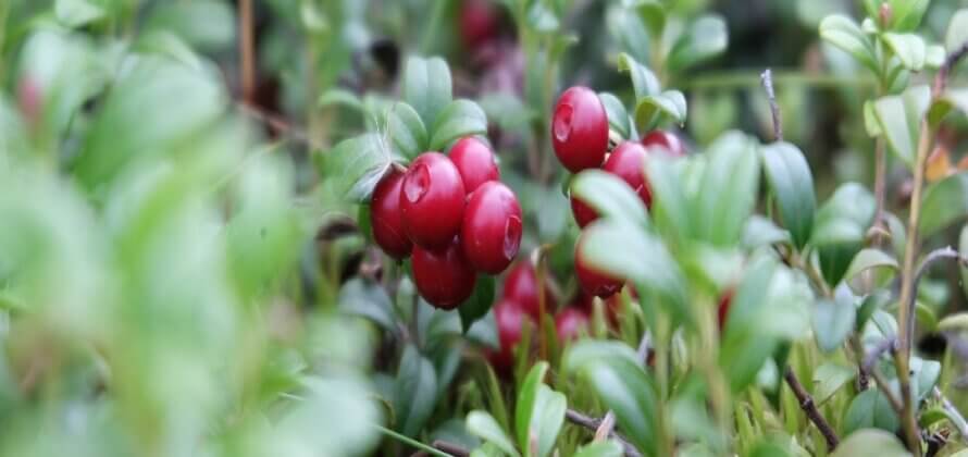 Blærebetændelse? Tranebær kan forebygge men ikke står alene